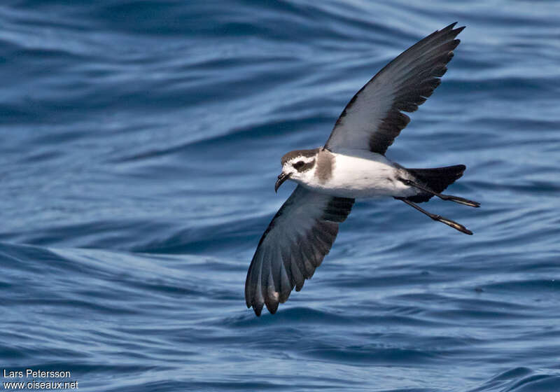 White-faced Storm Petrel, identification