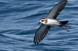 White-faced Storm Petrel