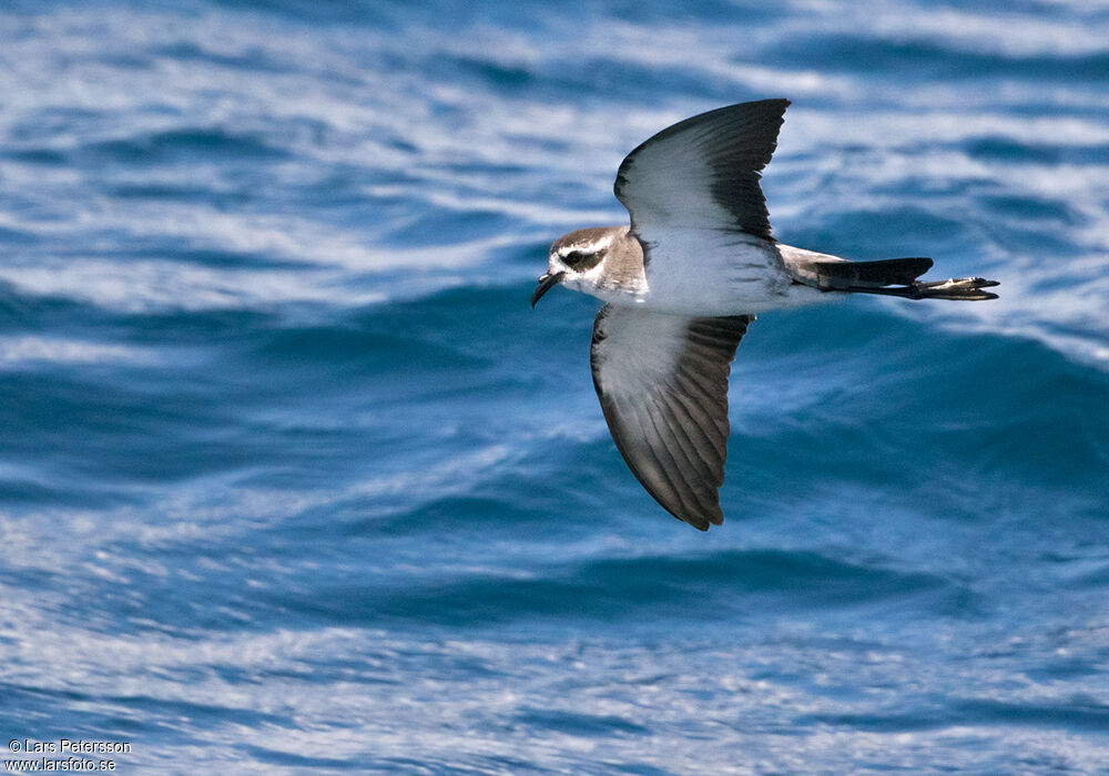 White-faced Storm Petrel