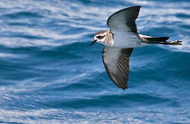 White-faced Storm Petrel