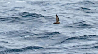 Least Storm Petrel