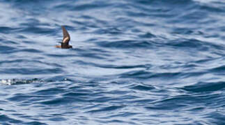 Least Storm Petrel