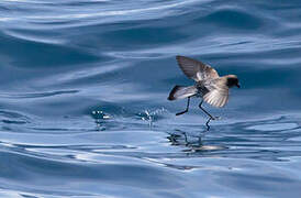 Grey-backed Storm Petrel