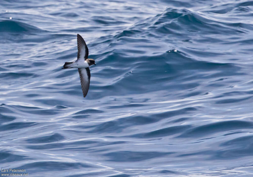 Grey-backed Storm Petrel, identification