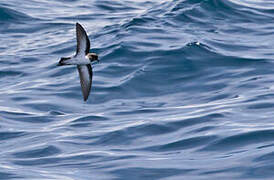 Grey-backed Storm Petrel