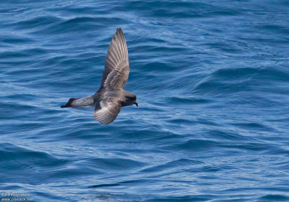 Grey-backed Storm Petrel, identification