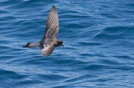 Grey-backed Storm Petrel