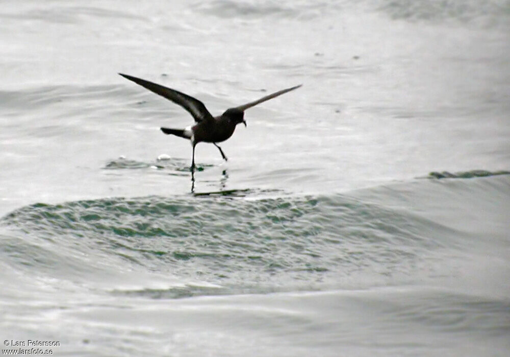 European Storm Petrel