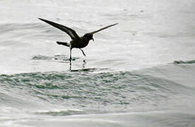 European Storm Petrel