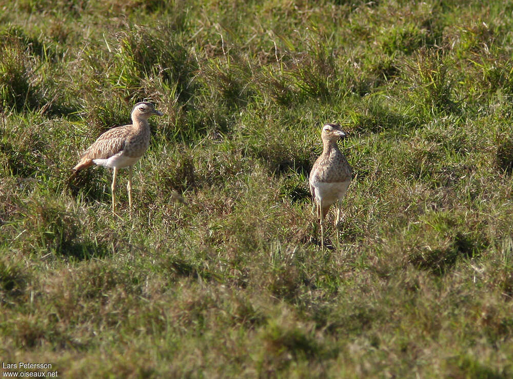 Double-striped Thick-kneeadult, habitat