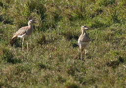 Double-striped Thick-knee