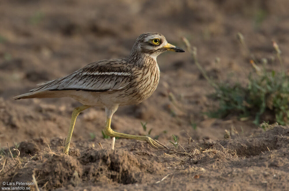 Eurasian Stone-curlew