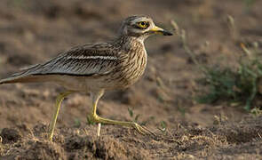 Eurasian Stone-curlew