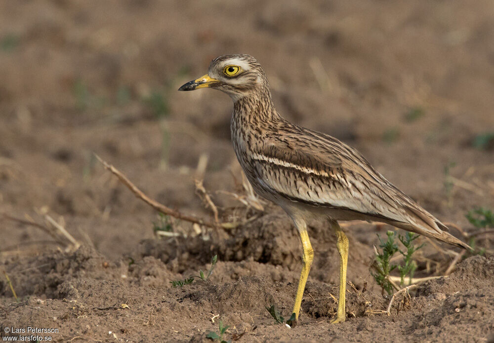 Eurasian Stone-curlew