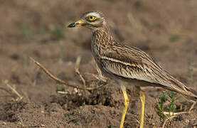 Eurasian Stone-curlew