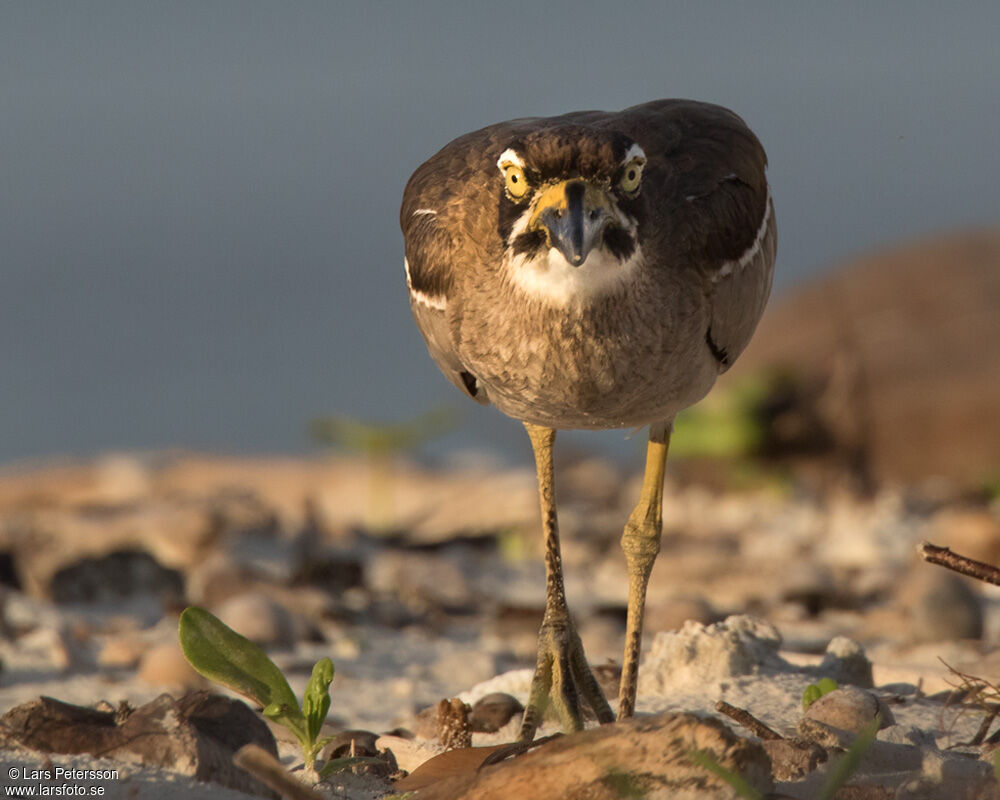 Beach Stone-curlew