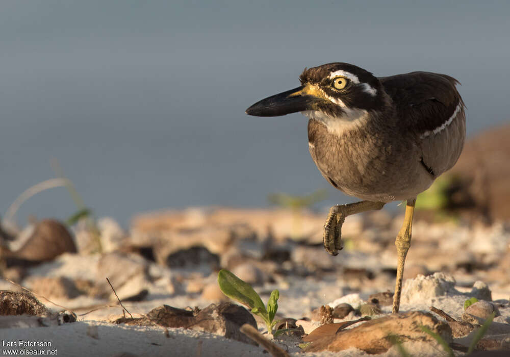 Beach Stone-curlewadult