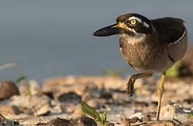 Beach Stone-curlew