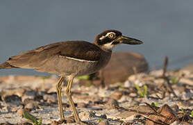 Beach Stone-curlew