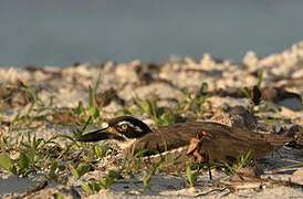 Beach Stone-curlew