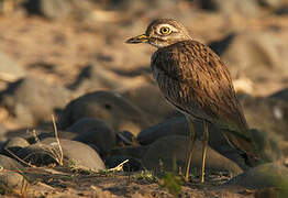 Senegal Thick-knee