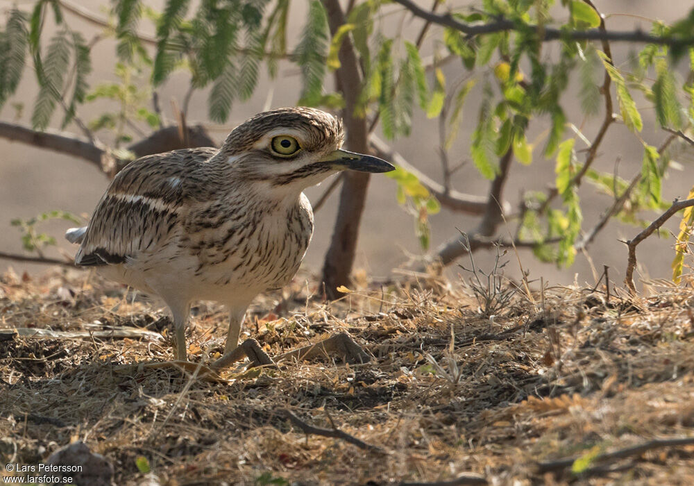 Indian Stone-curlew