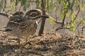 Indian Stone-curlew