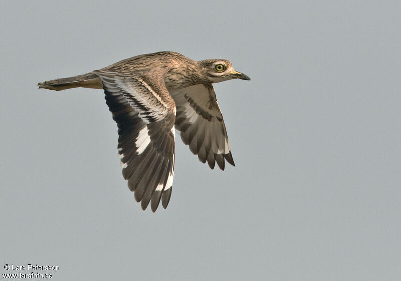 Indian Stone-curlew