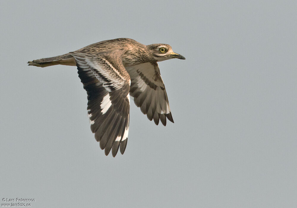 Indian Stone-curlew