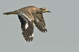 Indian Stone-curlew