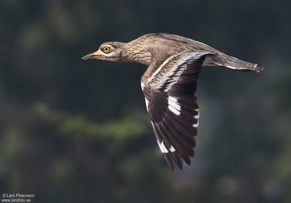 Indian Stone-curlew