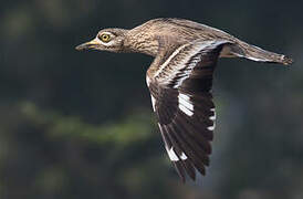 Indian Stone-curlew