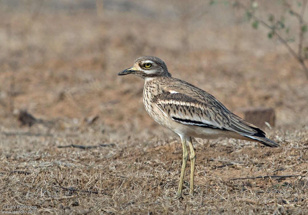 Indian Stone-curlew