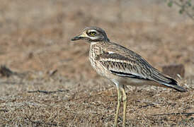 Indian Stone-curlew