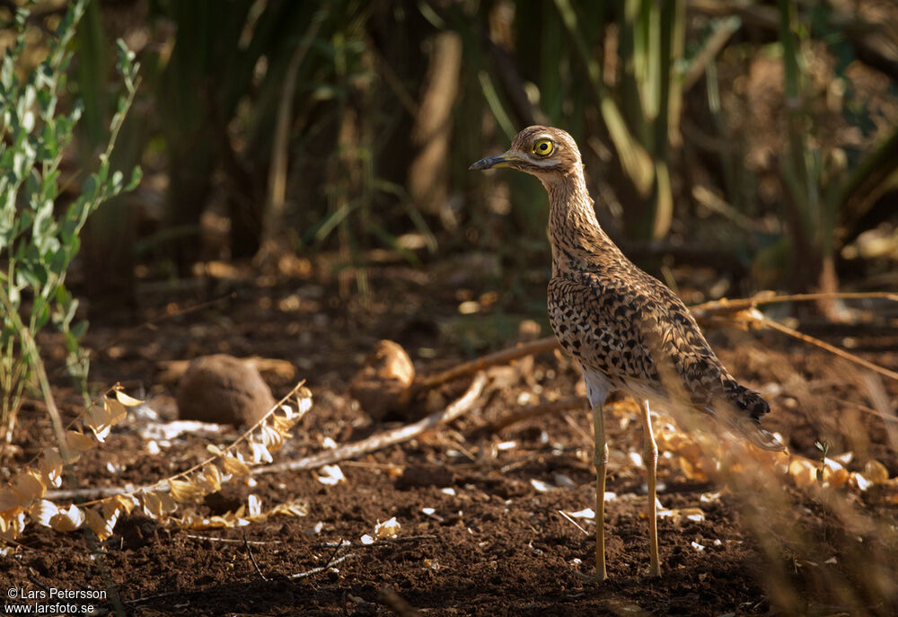 Spotted Thick-knee