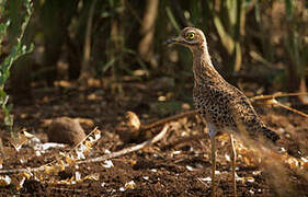 Spotted Thick-knee