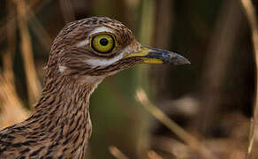 Spotted Thick-knee