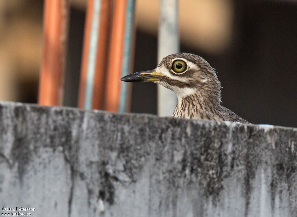 Water Thick-knee