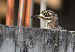 Water Thick-knee