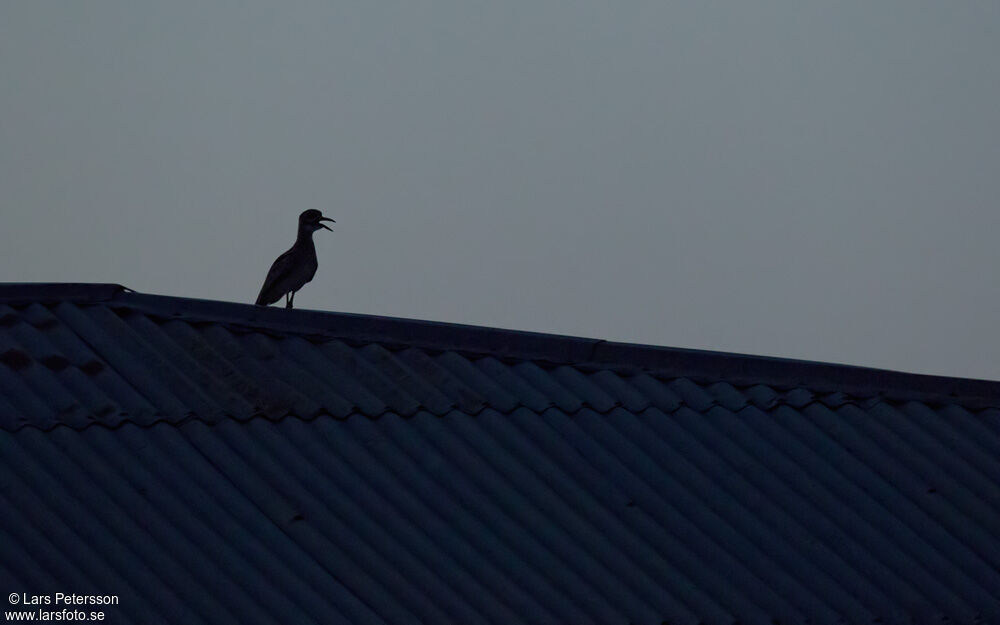 Water Thick-knee