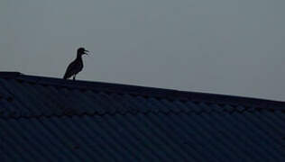 Water Thick-knee