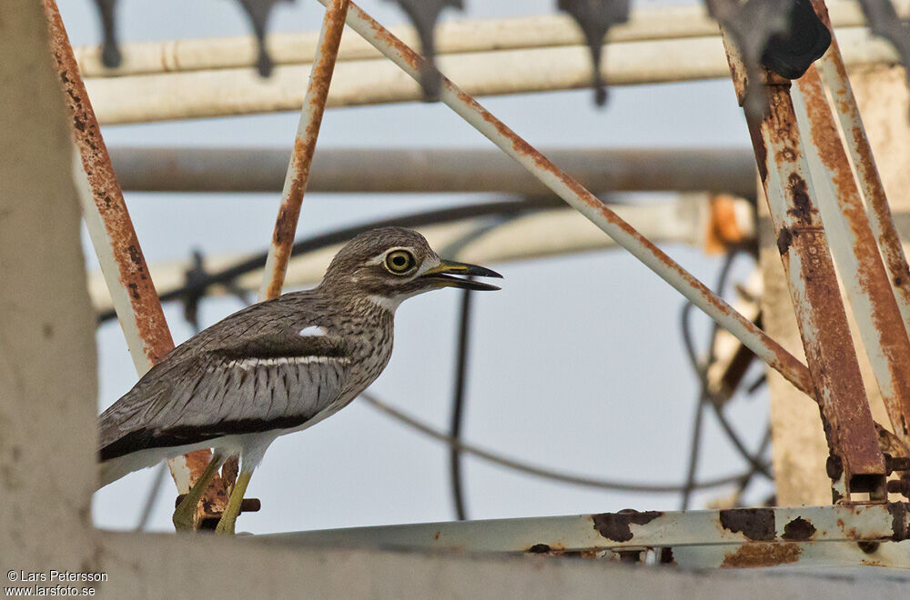 Water Thick-knee