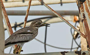 Water Thick-knee