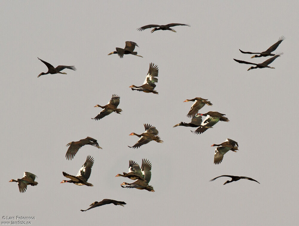 Spur-winged Goose