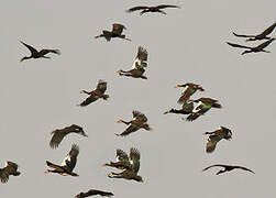 Spur-winged Goose