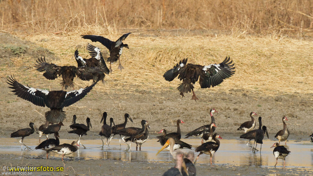 Spur-winged Goose