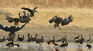 Spur-winged Goose