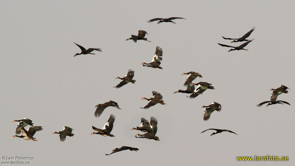 Spur-winged Goose