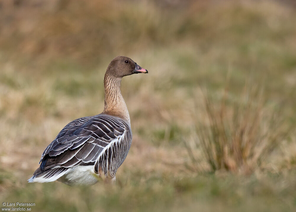 Pink-footed Goose