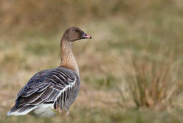 Pink-footed Goose